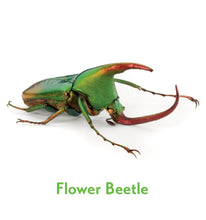 Load image into Gallery viewer, Christopher Marley’s Incredible Insects Memory Game