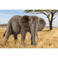 Load image into Gallery viewer, Schleich African Elephant (female)