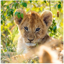Load image into Gallery viewer, Ravensburger Panda, Lion & Tiger 3 X 49 Piece Puzzle