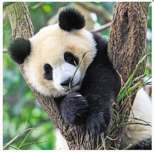 Load image into Gallery viewer, Ravensburger Panda, Lion & Tiger 3 X 49 Piece Puzzle