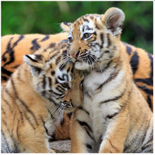 Load image into Gallery viewer, Ravensburger Panda, Lion & Tiger 3 X 49 Piece Puzzle