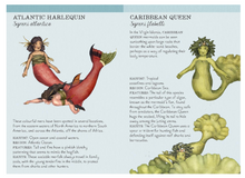 Load image into Gallery viewer, Kaddo Match the Mermaids