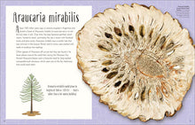 Load image into Gallery viewer, DK Dinosaurs & Other Prehistoric Life - Hardback