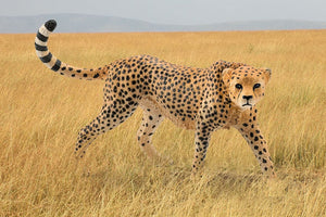 Schleich Cheetah (female)