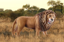 Load image into Gallery viewer, Schleich Lion (roaring)
