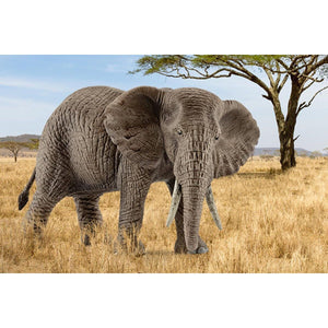 Schleich African Elephant (female)