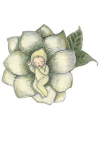 Lotus Baby by Michelle Pleasance