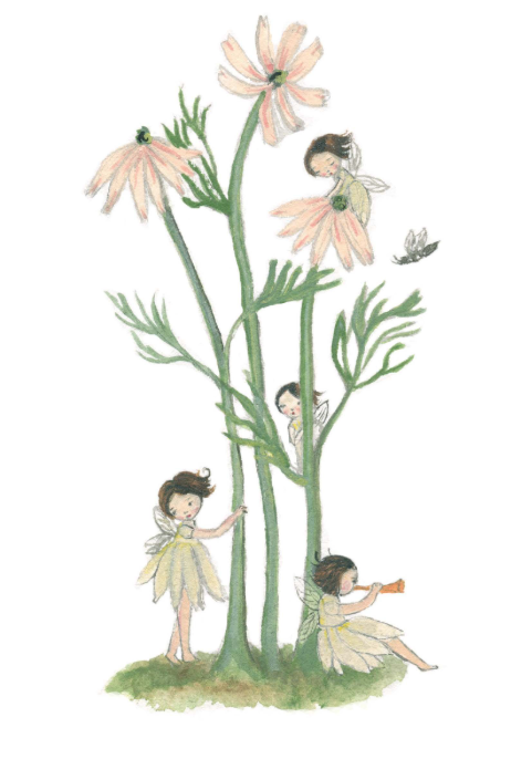 Daisy Flower Fairies  by Michelle Pleasance