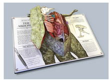 Load image into Gallery viewer, Tyrannosaurus Rex: Pop-Up Guide To Anatomy
