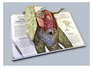 Tyrannosaurus Rex: Pop-Up Guide To Anatomy