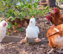 Load image into Gallery viewer, Nana Huchy Henrietta the Hen Rattle
